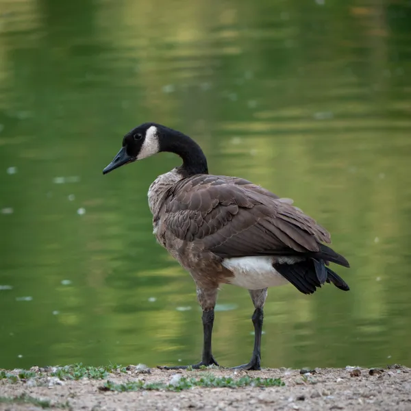 Image in Malden Park