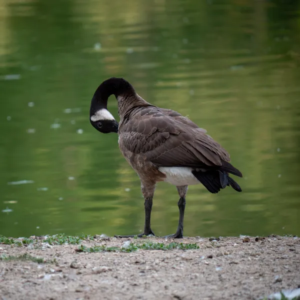 Image in Malden Park