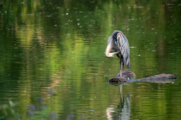Image in Malden Park